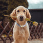 Floral Pearl Dog Collar & Leash