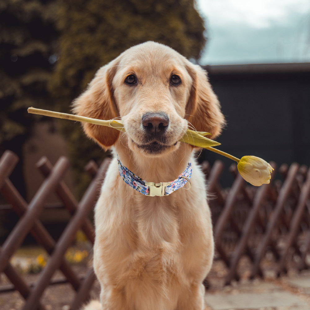 Floral Pearl Dog Collar & Leash